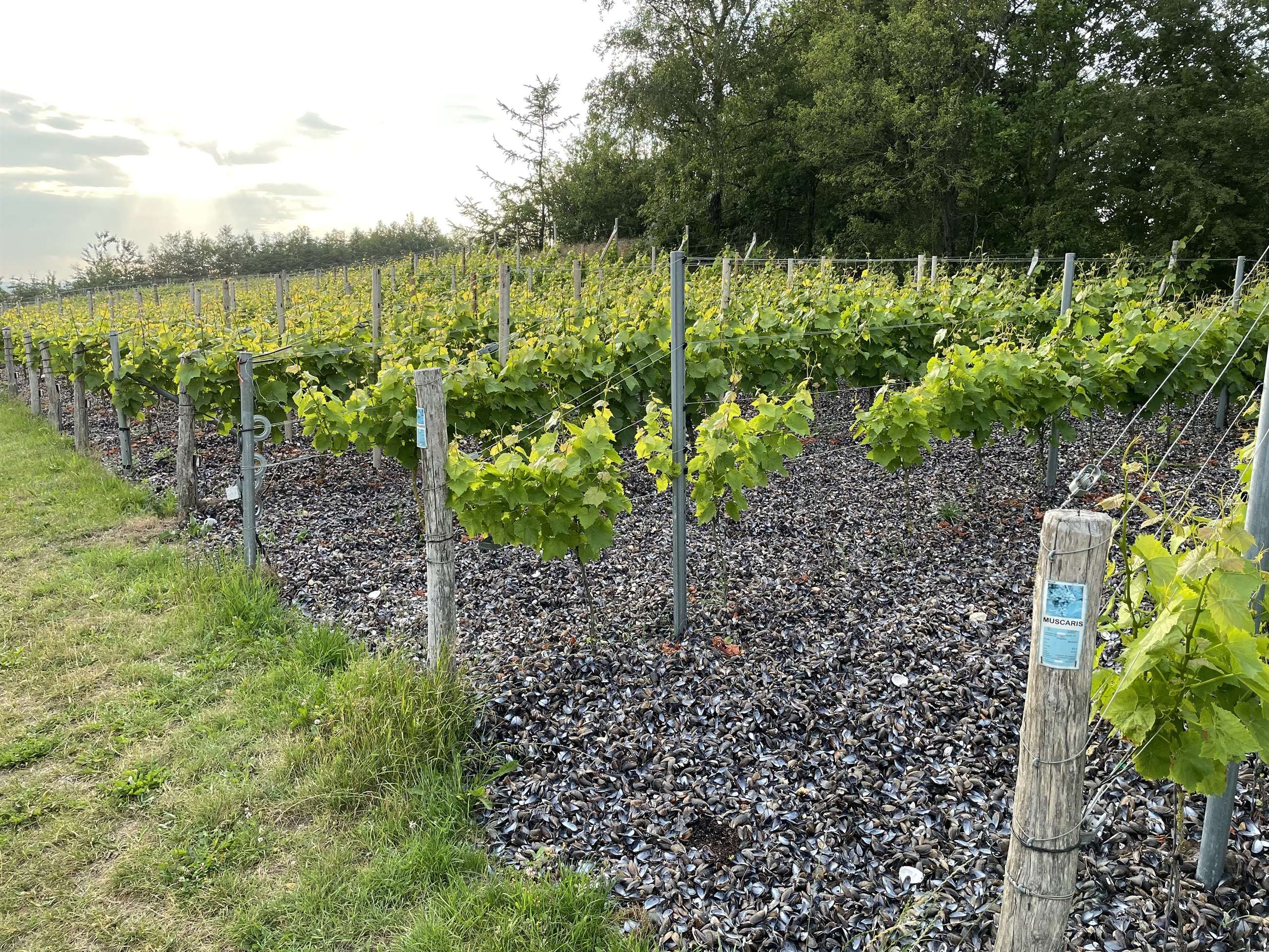 skaller guldbæk vingård